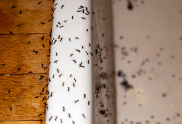 Best Exterminator Services  in Lake Station, IN